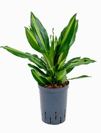 Dracaena cintho Kop 2pp 40 cm