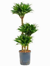 Dracaena compacta 60-30-15 100 cm