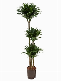 Dracaena compacta 90-60-30 135 cm