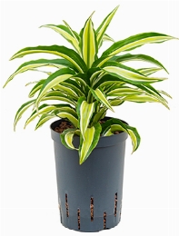 Dracaena compacta malaika Kop 35 cm