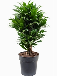 Dracaena compacta Vertakt-multi 75 cm