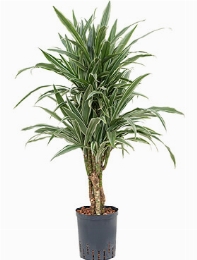 Dracaena deremensis Vertakt-multi 80 cm