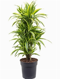Dracaena lemon lime Vertakt-multi 110 cm