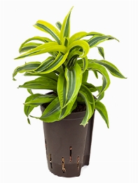 Dracaena lemon surprise Kop 30 cm