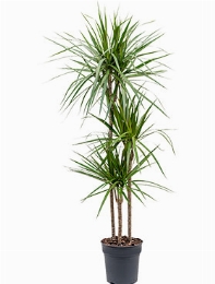 Dracaena marginata 90-60-30 150 cm