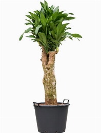 Dracaena steudneri iron Vertakt 240 cm