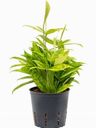 Dracaena surculosa mike 40 cm