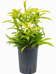 Dracaena surculosa mike Toef 40 cm