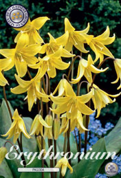 Erythronium Pagoda met 5 zakjes verpakt a 3 bollen
