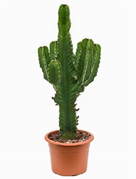 Euphorbia ingens Vertakt 95 cm