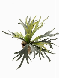 Fern Staghorn Bush 16