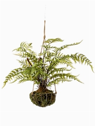 Fern Toef