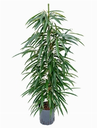 Ficus alii Toef 120 cm