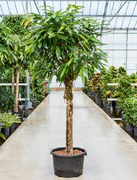 Ficus amstel king Stam 200 cm