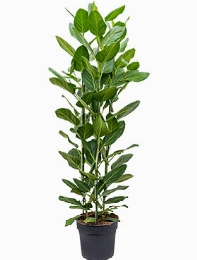 Ficus benghalensis audrey Toef 140 cm