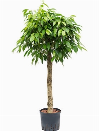 Ficus benjamina columnar Stam 125 cm