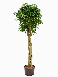 Ficus benjamina columnar Stam gevl. 160 cm