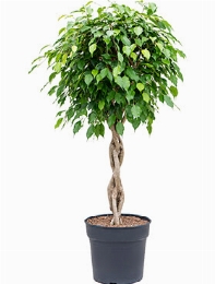 Ficus benjamina Stam gevl. 140 cm