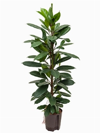 Ficus cyathistipula 2pp 110 cm