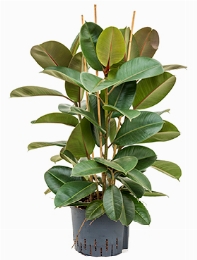 Ficus elastica robusta 3pp 80 cm