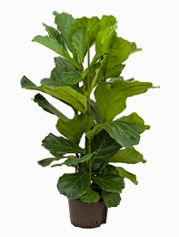 Ficus lyrata 3pp 120 cm