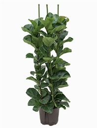 Ficus lyrata bambino 3pp 130 cm