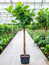 Ficus lyrata Stam 320 cm