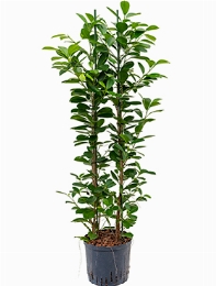 Ficus moclame 2pp 110 cm