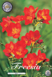 Freesia Red met 5 zakjes verpakt a 15 bollen