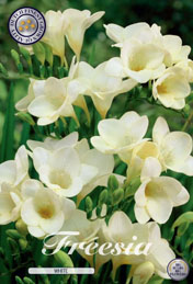 Freesia White met 5 zakjes verpakt a 15 bollen
