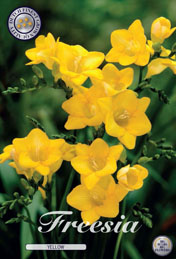Freesia Yellow met 5 zakjes verpakt a 15 bollen