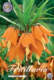 Fritillaria Aurora met 5 zakjes verpakt a 1 bollen
