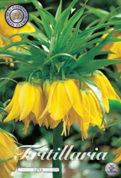 Fritillaria Lutea met 5 zakjes verpakt a 1 bollen
