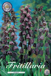 Fritillaria Persica met 5 zakjes verpakt a 1 bollen
