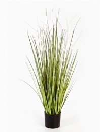 Grass Carex Bush