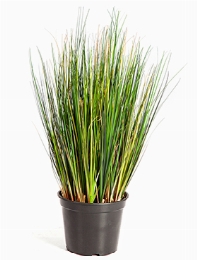 Grass foxtail Bush