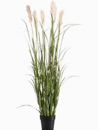 Grass Pampas Bush (7 fl.)