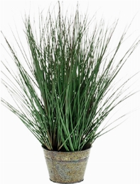 Grass Wild Bush
