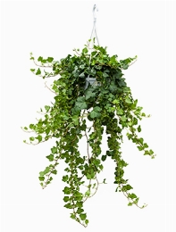Hedera helix Wonder Hanger groen 70 cm