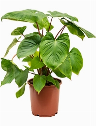 Homalomena Maggi Bush 70 cm