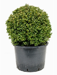 Ilex crenata convexa Bol (45) 65 cm