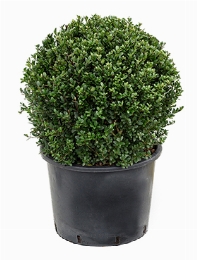 Ilex crenata dark green Bol (50) 60 cm