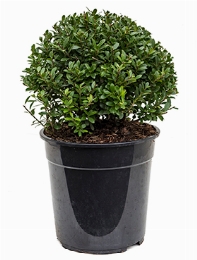 Ilex crenata maxima Bol (25) 45 cm