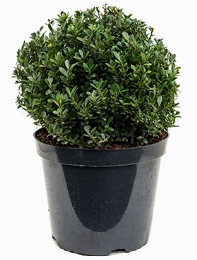 Ilex crenata maxima Bol (35) 55 cm