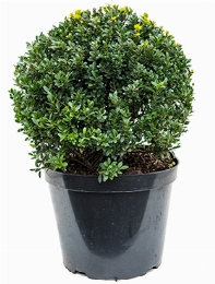 Ilex crenata maxima Bol (45) 60 cm