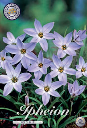 Ipheion Wisley Blue met 5 zakjes verpakt a 15 bollen