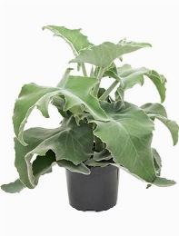Kalanchoe beharensis Bush 50 cm