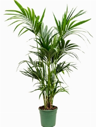 Kentia (howea) forsteriana Toef extra 4|5pp 140 cm