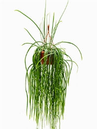 Lepismium bolivianum Hanger 80 cm