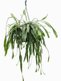 Lepismium houlletianum Hanger 50 cm